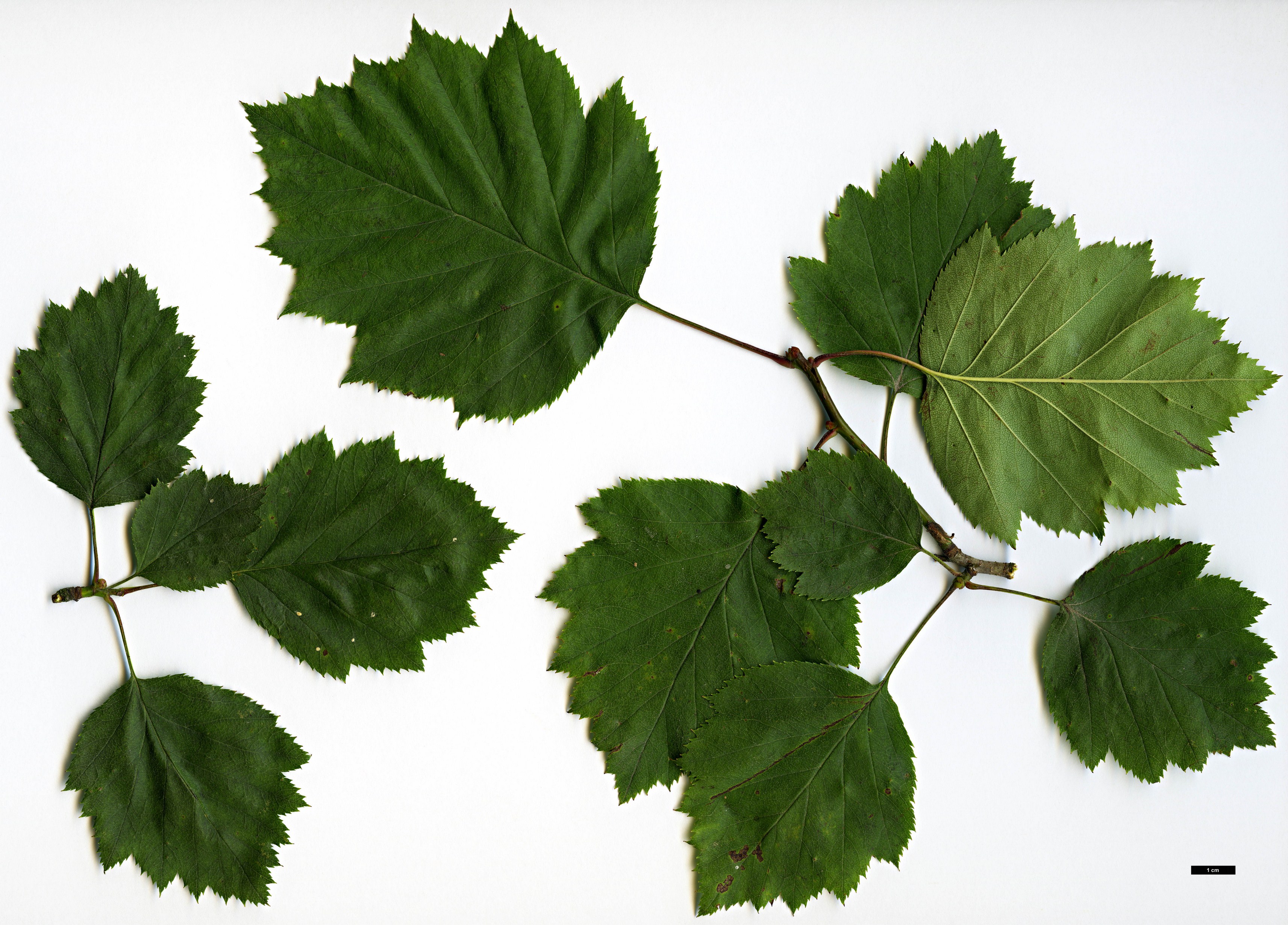 High resolution image: Family: Rosaceae - Genus: Crataegus - Taxon: crassicarpa